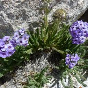 SouthernSierra 337 : SouthernSierra